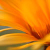 icon_gallery_100.jpg
