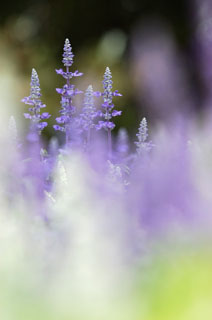 tn_DSC_7110.jpg
