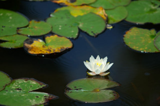 tn_DSC_6294.jpg